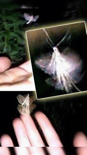 The Existence of Fairies Caught on Camera #interesting #short #rarefootage