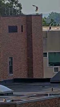 Cornell Hawk Fledglings Cool Down And Grab A Bite To Eat On Rooftop