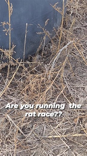 Is your life a rat race?? Ever feel like that little mouse, running around the maze of life — trying this, trying that, and nothing’s working out? Yeah, that was me… scurrying, tired, and staring at the same old rat race day after day... Then I found the ticket. Something I can do from anywhere — phone, laptop, coffee shop, cow pasture (if the WI-FI holds out. I get to work when I want, wherever I want, and it's paying off too... Uncapped income. Real freedom. No more maze... If you’re tired of 