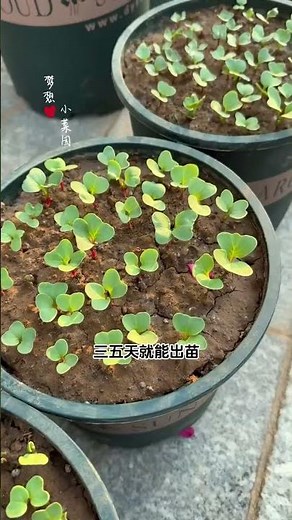 種點盆櫻桃蘿蔔吧，不到一個月就能採收，怎麼吃都好吃#櫻桃蘿蔔 #我的小菜園 #種植小技巧