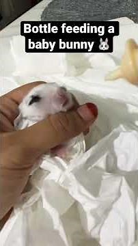 How to hand feed baby bunnies || 7 days Old Baby Bunny 🐰