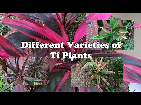 Different Varieties of Ti Plants