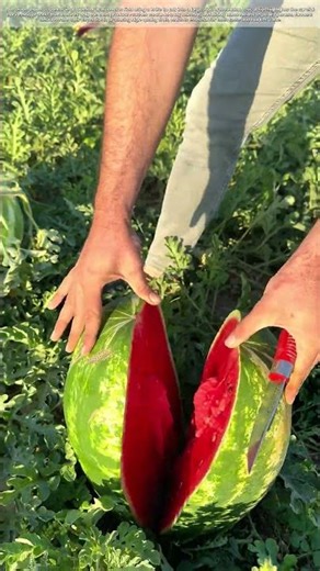 Cutting into the Season: How Farmers Harvest the Sweetest Watermelons
