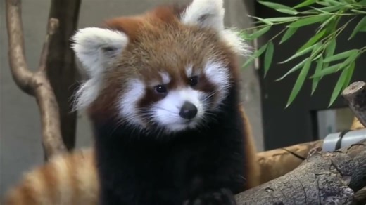 [AI翻译] Funny red panda videos | Try not to laugh or smile | 2018 ( Winter edi...