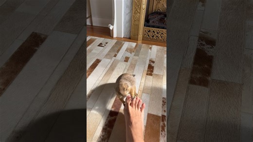 Poppy Doesn’t Like Feet