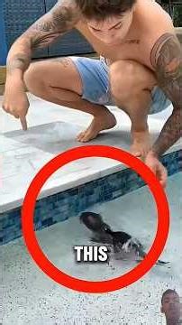 Wait Until You See What the Otter Does!😱 #shortsviral #viral #shorts
