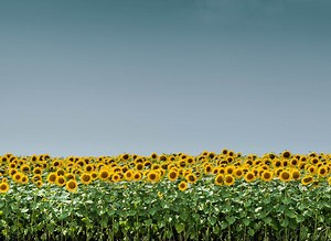 Microplastic-Free seed Coatings and Seed Treatments | Incotec