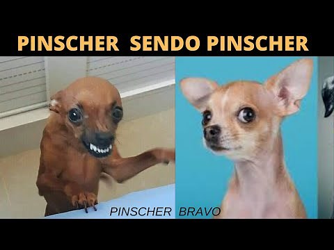 PINSCHER BRAVO - 😂 TENTE NÃO RIR COM ESSAS CRIATURINHAS - Cachorro Pinscher