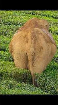 Their home became a tea garden. Yet they never harmed the tea plants. #wildlife #animals #shorts