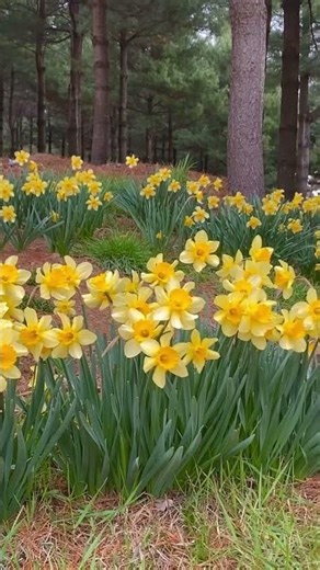 봄 되면 꼭 가야하는 예산 수선화 명소 #추사고택