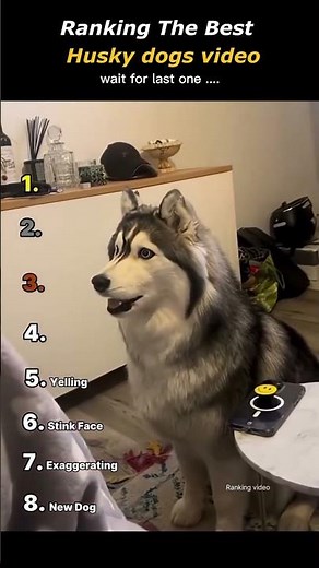 Ranking The Best Husky Dogs Videos 😂🐺🔥 #HuskyDogs #FunnyDogs #TrendingShorts