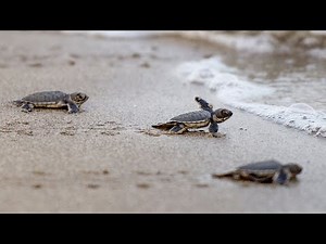 Baby Turtles Hatching and Going to Sea | Baby Turtles Hatching on Beach | Turtles Hatching From Eggs