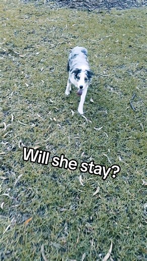 Testing my girls down stay! We don't really train it at long distances as there aren't many reasons I would be leaving her at a distance like that but we do practice with heavy distractions so I had a feeling she'd do well. #bordercollie #doglover #dogtraining #dog