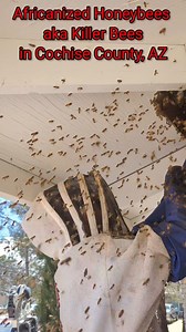 #invasivespecies #killerbee #killerbeeguy #honeybee | Killer Bee Guy