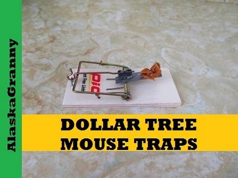 Dollar Tree Mouse Traps How To Set a Mouse Trap