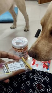 31K views · 704 reactions | Pattukutty belt epdi ieuku sollunga #doglifestyle #dogtraining #dogsofinstagram #computer #loveislove #love #dogfriendly #doggo #dogtrainer #doglife | priya manova | Facebook