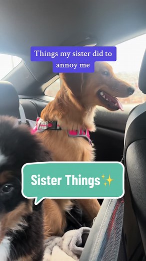Copper & Chevy on TikTok