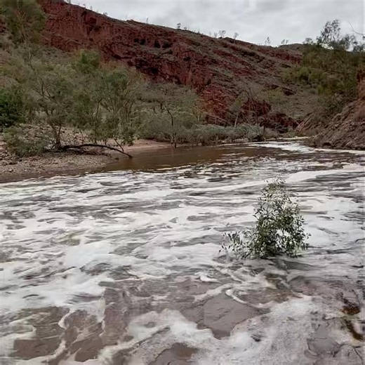 The rain finally cleared and we headed out to see what it had brought. Arkaroola Creek from Barraranna through to Stubbs Waterhole is looking incredible. Water flowing, wildflowers starting to bloom, and flocks of budgies buzzing the car. Country coming alive after rain 💧🌼🦜 ❤️ Ps it’s raining again 🌧️ #arkaroolawildernesssanctuary #flindersrangesandoutback #australia #southaustralia #seeaustralia #internationaldarkskysanctuary #abcmyphoto | Arkaroola Wilderness Sanctuary