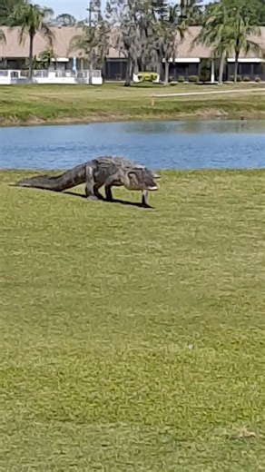 979K views · 7.8K reactions | Bull gators looking to rumble. This from Capri Isles golf course near Venice Florida. This sent in by Jim. Some language.... | Bob Harrigan - ABC 7 | Facebook