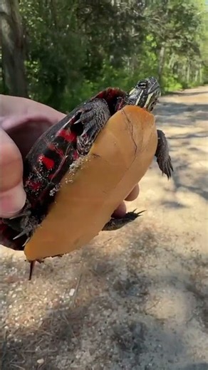 Painted turtle on the road #wildlife #nature #herping #turtle #paintedturtle