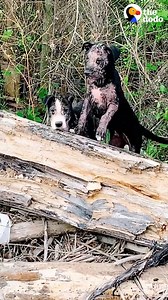 6.6M views · 210K reactions | Woman rescues two puppies on the side of the road and makes sure they find a home together ❤️ | The Dodo | Facebook