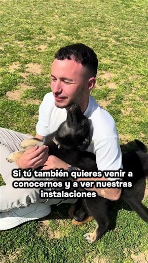 Cachorros Pastor Alemán y Malinois listos para su familia