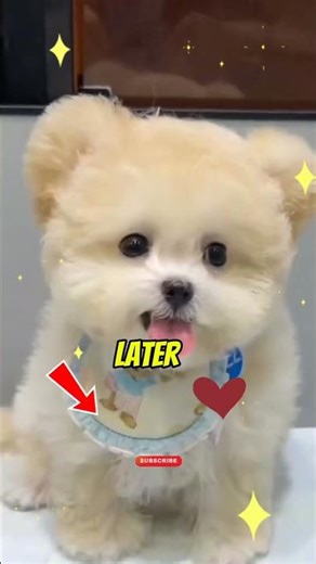 Top 5 Cutest cats Maybe the cat you want is here. #animals #cat