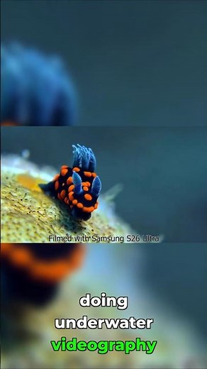 Underwater Shots on a Budget? Learn How!