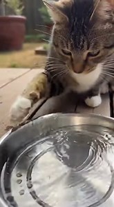 3.1K views · 33 reactions | #FunnyAnimals #ChickVsCat #CuteComedy #PetShowdown #viralshortsreelsIndia | Chik & Chill | Facebook