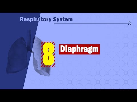 𝟎𝟖. 𝐃𝐢𝐚𝐩𝐡𝐫𝐚𝐠𝐦 🧱