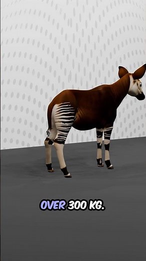 Okapi Facts | The Mysterious Forest Giraffe of Africa