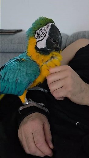 How we love to cuddle #macawlife #parrot