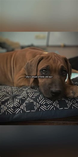 Don’t mess with Una our Rhodesian Ridgeback🐾 #rhodesianridgeback #puppy #cute #bigdogstrong #dog