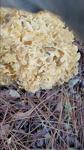 No one knows this mushroom, but chefs love it! #sparassis #recipe