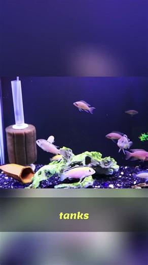 DIY Fish Tank Backgrounds: Easiest & Nicest Looks