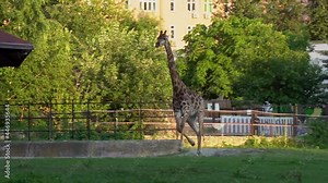 A giraffe demonstrating its capabilities in a fast run