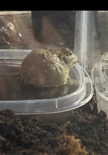 🐸 🥑 😡 Hopefully he grows out of being scared of everything as he ages #africanbullfrog #pixiefrog #frog