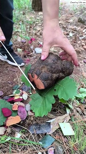 🔪🍄 Wide Steel Cleaver Demonstrating Large Black Truffle Slicing