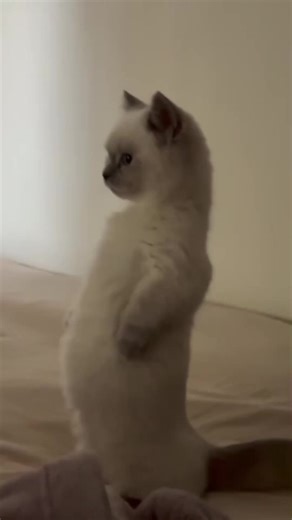 Adorable Fluffy Cats That Will Melt Your Heart