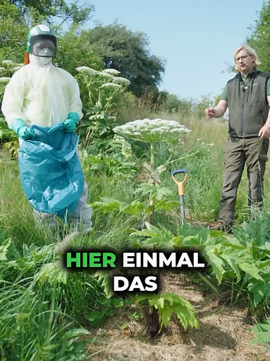 #Neophyten #Neophytenbekämpfung #InvasiveArten #RiesenBärenklau #NRW #Umweltamt #InvasivePflanzen