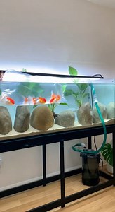 A BIG TANK. A SIMPLE IDEA. HAPPY GOLDFISH. 🐠✨ When most people hear “180 cm aquarium,” they think complicated, expensive, or hard to maintain. This setup proves the opposite. In this video, I build a 180 × 45 × 45 cm goldfish aquarium using a clean, natural aquascape that even a complete beginner can recreate — no advanced tricks, no stress. The idea behind this scape is simple: 👉 give goldfish space to swim 👉 keep maintenance easy 👉 make the tank look calm and natural, not crowded So instea