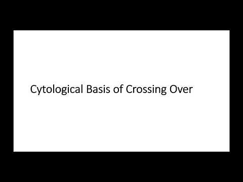 Cytological basis of Crossing Over || Stern's Experiment on Drosophila