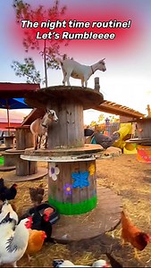 They're ALWAYS ready to Rumble! also, do you see the way they always pick up speed when i ask if they want to Race? So competitive🙄😹😹 | Alyssa’s Animal Sanctuary