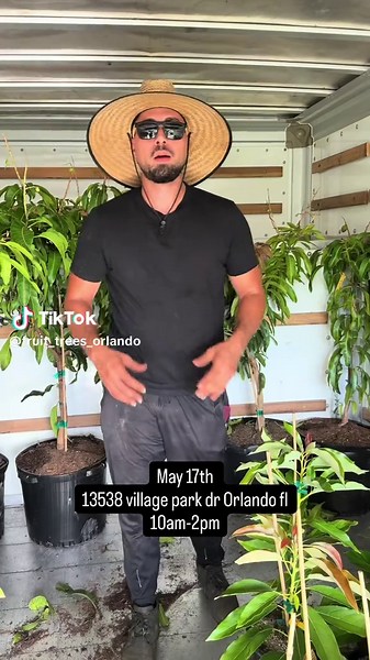 Orlando Farmers Market: Mango & Avocado Trees