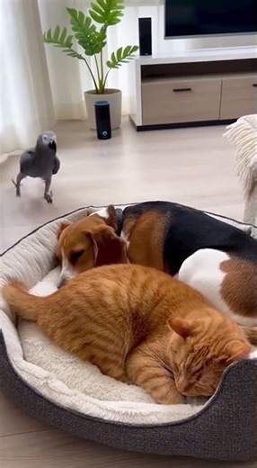 Funny Parrot Pranks Dog & Cat