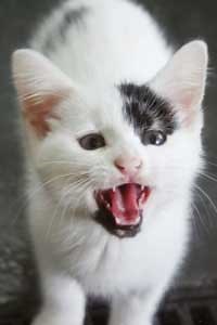 Why Do Cats "Silent Meow"?