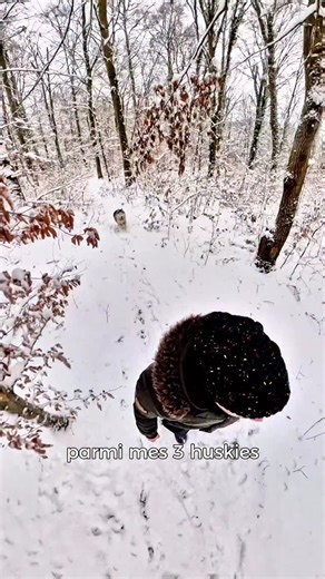 Thibault Laurent on Instagram: "Qui est le vrai roi de la neige parmi mes trois huskys ? 👑❄️ Aujourd’hui, Sora lance la bataille en me frôlant à pleine vitesse pour rejoindre ses sœurs… et là, c’est parti pour une course-poursuite digne d’un film d’action. 🔸 Sora : le vétéran. Endurance infinie, trajectoires propres, sang-froid. 🔸 Mizumi : ma tripode, prothèse au pied et cerveau en alerte. Elle lit la course, coupe les angles, attend sa chance. 🔸 Tsuki : la grande favorite. Rapide, téméraire
