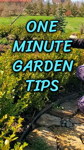 How to Prune Boxwood (Quick Guide)🌿 #gardenentity #gardeningtips #pruning #boxwood