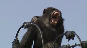 133K views · 1.5K reactions | PRIMATE PURSUIT: A wild zoo escape caught on camera. Chacha the chimp and police square off in a high-flying, dart-shooting showdown. The entire encounter, his safe capture and what happens once the tranquilizer finally kicks in. At 11 p.m. on NBC4. | NBC LA | Facebook
