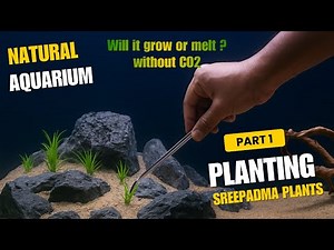 From Empty Tank to FULL Natural Setup — Stunning Result! | Sree Padma Plants #aquarium #fatherfish